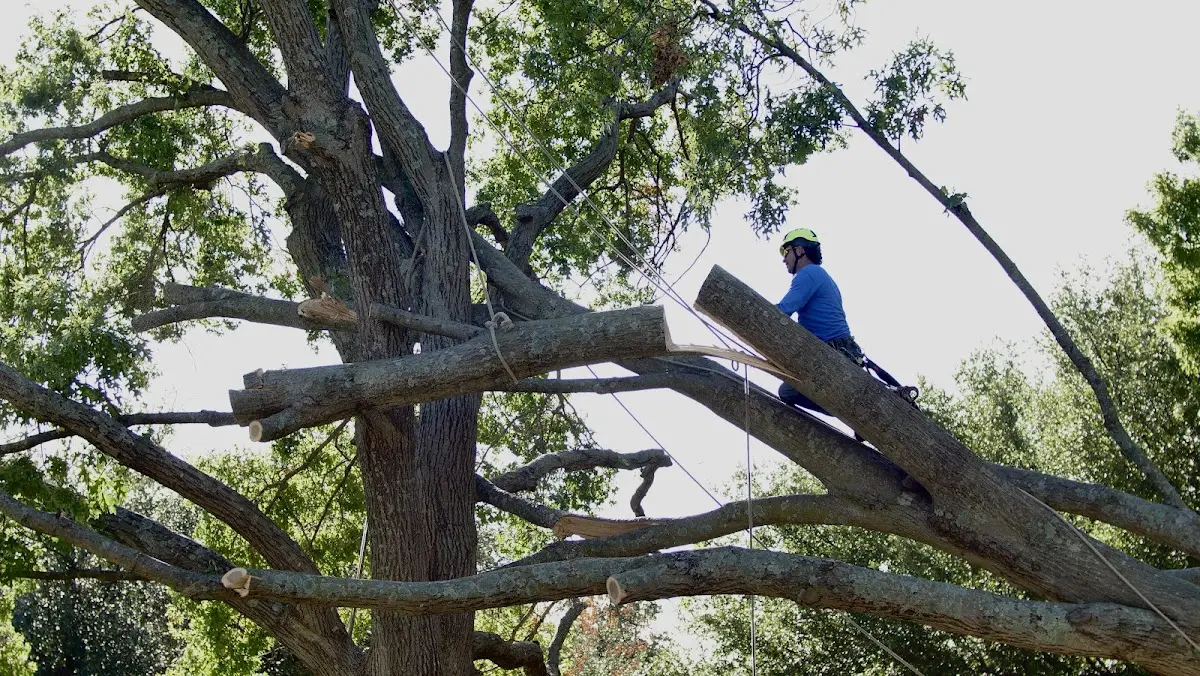 Professional Crown Thinning performed by certified arborists in Portal