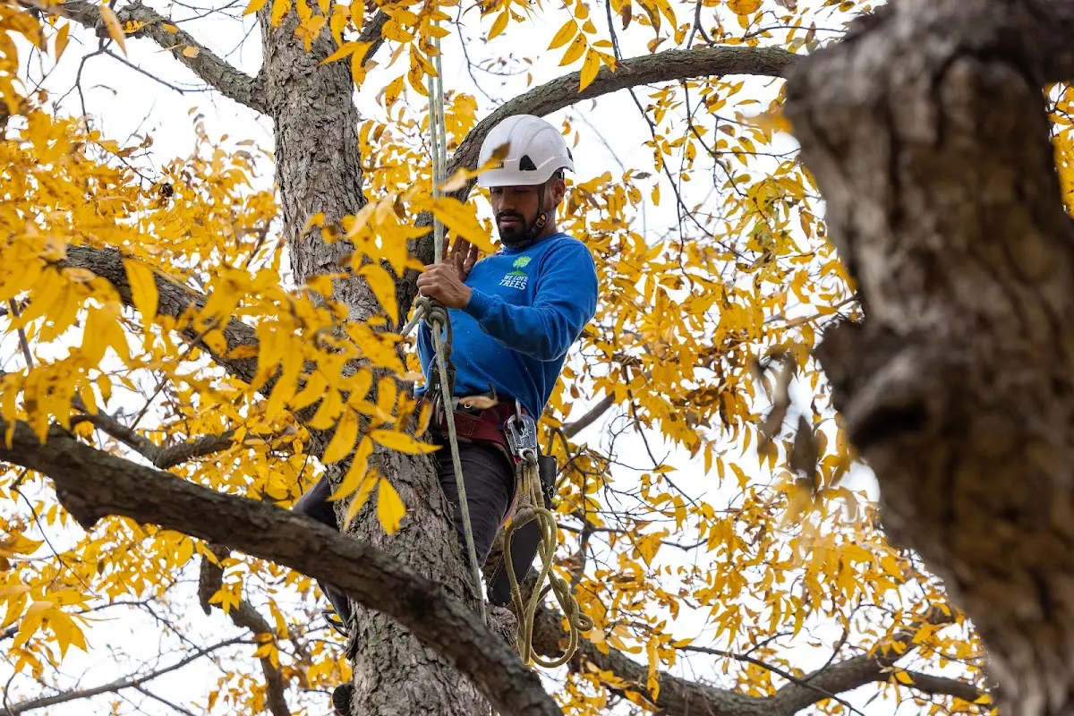 Skilled Tree Trimming crew working in Portal