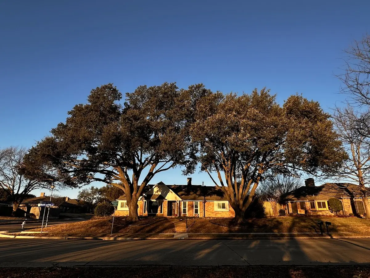 Established residential canopy tree shading a home in Portal
